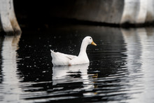 White Duck Floating Alone In Dark Waters Of A Pond In A Park With A White Bridge On The Background