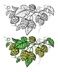 hand drawing of a branch of hops. vector illustration