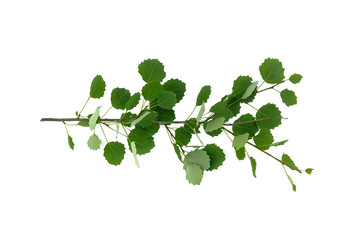 Aspen tree branch with green leaves isolated on white background.