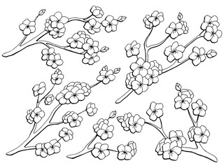 Sakura graphic flower branch black white isolated sketch set illustration vector