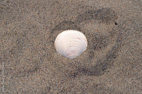Fotomural Una conchiglia in riva al mare