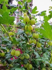 Wall Mural - Fresh Green Gooseberries. Ripe Gooseberry In The Fruit Garden