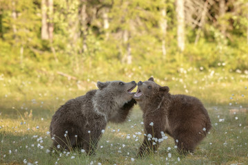 Wall Mural - Two young Brown bears playing in the middle of the cotton grass in a Finnish bog