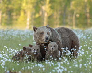 Wall Mural - Mother bear and her three cubs in the middle of the cotton grass in a Finnish bog