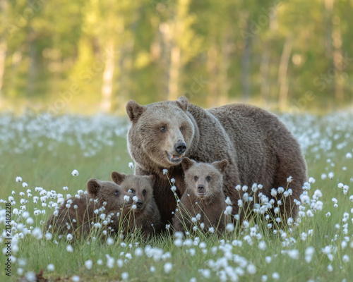 Mother bear and her three cubs in the middle of the cotton grass in a Finnish bo Tableau sur Toile