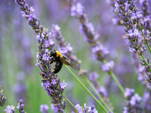 Carpenter Bee In Lavender Garden