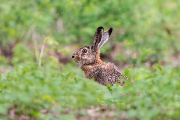 European hare sitting in the grass with blurred green background. Brown hare (Lepus europaeus) has eyes set high on the sides of its head, long ears and a flexible neck. Wildlife scene, Czech Republic