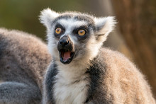 Surprised Ring-tailed Lemur Or Lemur Catta With Open Mouth And Eyes Wide Open.