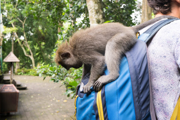 Wall Mural - monkey with tourist tries to open his backpack in monkey forest of Ubud, Bali, Indonesia