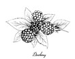 Hand Drawn of Dewberries on White Background