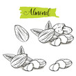 Hand drawn sketch style almond set. Single, group seeds, almond in nutshells group. Organic nut, vector doodle illustrations collection isolated on white background..