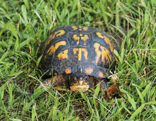 Box Turtle Free Stock Photo - Public Domain Pictures