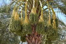 Green Dates In A Date Palm Orchard