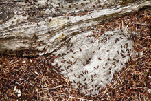 Anthill Of Red Wood Ants On The Trees (Formica Rufa)