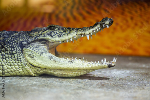 Zdjęcie XXL Zbliżenie fotografia krokodyl z otwartymi szczękami. Głowa krokodyla z otwartymi ustami