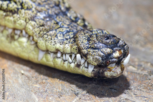 Plakat Zbliżenie zębów krokodyla i przedni koniec ust. Zamknięci krokodyla zęby