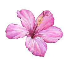 Bright Pink Hibiscus Flower (also Known As Rose Of Althea Or Sharon, Rose Mallow) Watercolor Hand Drawn Painting Illustration Isolated On A White Background.