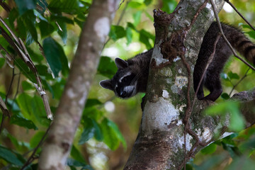 Wall Mural - Raccoon in a Tree