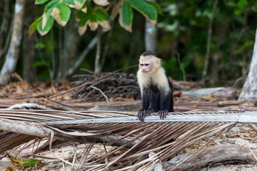 Wall Mural - white faced or capuchin monkey