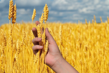 Ears of yellow golden ripe wheat in hand on agricultural fields of Saratov region