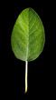 natural color sage leaf isolated on a black background