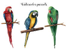 Watercolor Beautiful Three Parrot. Hand Painted Red, Blue-and-yellow And Green Parrot Isolated On White Background. Nature Illustration With Bird. For Design, Print Or Background.