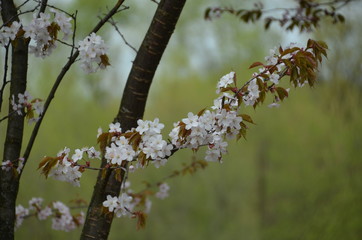 Wall Mural - spring morning sakura cherry blossom pink flower japan garden