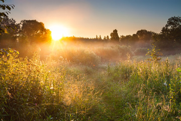 Canvas Print - summer landscape with sunrise and forest and meadow