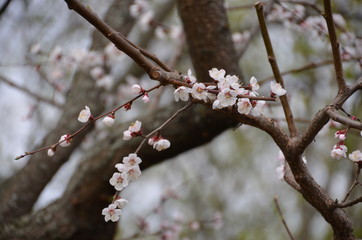 Wall Mural - spring morning sakura cherry blossom pink flower japan garden