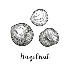 Canvas Print - ink sketch of hazelnut.