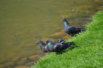 Canvas Print - hot sunny summer birds pigeons at the river drink water