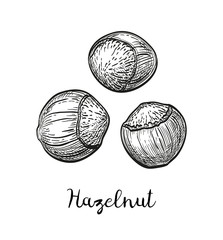 Wall Mural - ink sketch of hazelnut.
