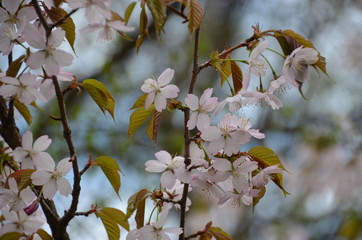 Canvas Print - spring morning sakura cherry blossom pink flower japan garden