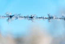 Ice Crystal On Barbwire