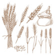 Wheat cereal spikelets, grain and flour bag vector sketch illustration. Hand drawn isolated bakery design elements