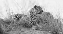Lone Leopard Lay Down To Rest On Anthill In Nature During Daytime Artistic Conversion