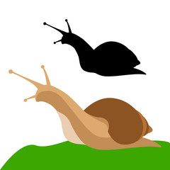 snail vector illustration  flat style black silhouette 