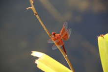 Flame Skimmer Dragonfly 6