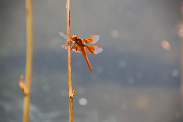 flame skimmer dragonfly 10