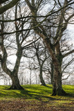 Fototapeta Natura - Trunks and branches of trees without leaves on a green meadow.