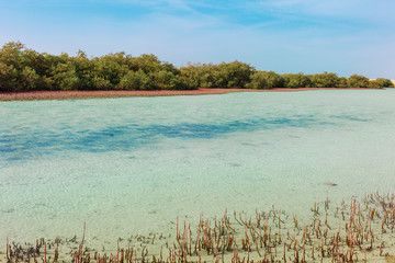 Sea coast and mangroves in the Ras Mohammed National Park. Famous travel destionation in desert. Sharm el Sheikh, Sinai Peninsula, Egypt.