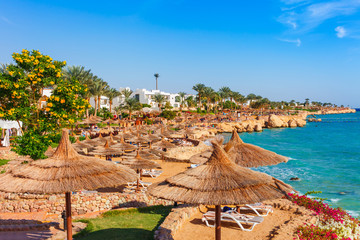 Wall Mural - Sunny resort beach with palm tree at the coast shore of Red Sea in Sharm el Sheikh, Sinai, Egypt, Asia in summer hot. Bright sunny light