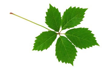 Wall Mural - spring yellow leaf