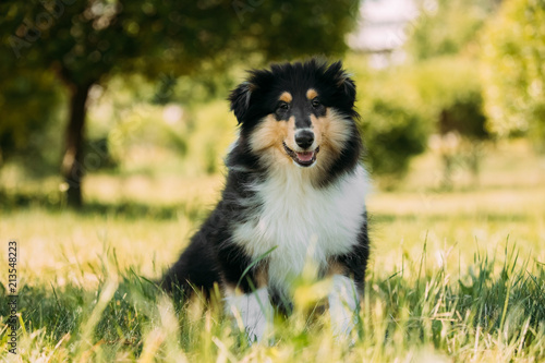 Tricolor Rough Collie Puppy Funny Scottish Collie Long Haired