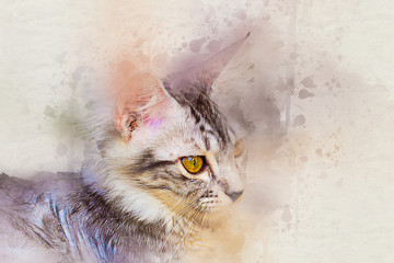 Watercolor portrait of tabby cat. art paint color on canvas for background