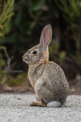 Furry Cottontail rabbit sitting back on haunches while remaining alert to danger.