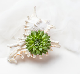 Wall Mural - Tiny succulent in a seashell