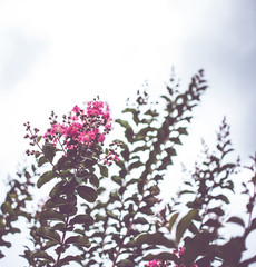 Wall Mural - Crepe Myrtle blooms closeup background. Lagerstroemia flowers. Photo shot in Northwest Florida. With Copy Space	