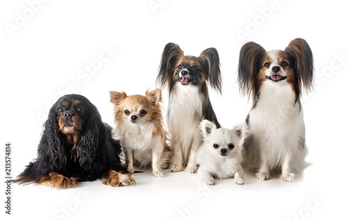 Plakat małe psy w studio