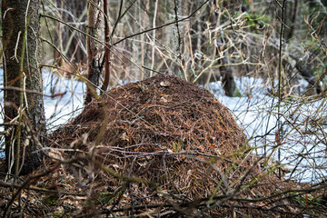 Ant hill in a pine forest in early spring